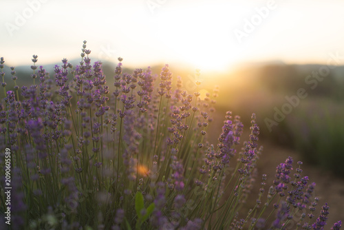 Lavender field glowing in the golden rays of sunset