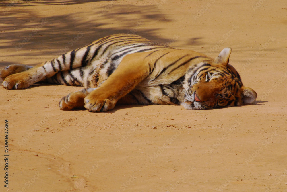 Fototapeta premium a beautiful big tiger is resting and walking around the zoo