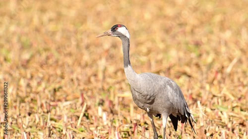 Common Crane or Eurasian Crane (Grus Grus) feeding and resting in a field near Diepholz in Germany during the autumn migration. 