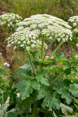 Wild White Cow Parsnip Heracleum Maximum Flowers Blooming in Green Meadow
