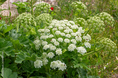 Wild White Cow Parsnip Hera...