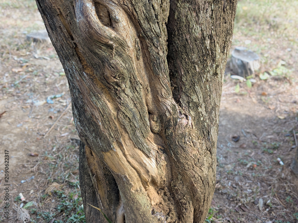Fototapeta premium Close-up of a thick, twisted tree trunk with deeply textured brown bark in a natural outdoor setting.