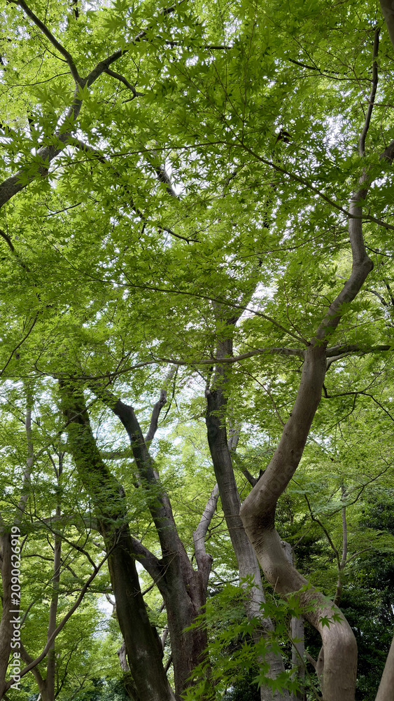 Fototapeta premium Lush green tree branches viewed from below in a quiet park