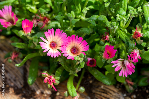 Pink ice plant flowers blooming among lush green succulent leaves in spring sunlight