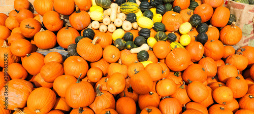 Fotografie Pile of pumpkins