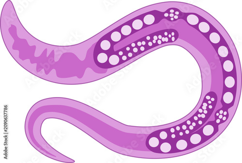 Fotografie C. Elegans Male Female Curve