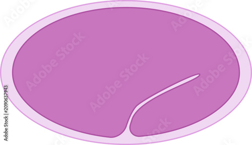 Bild auf Leinwand C. Elegans Cross Section Late Embryonic