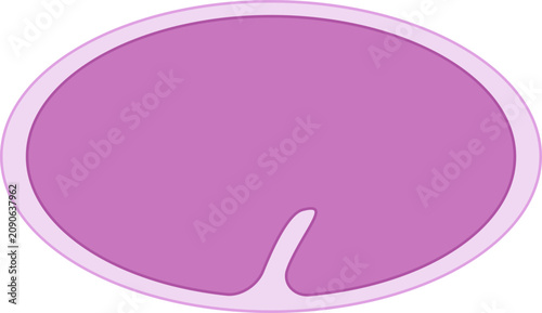 Photos C. Elegans Cross Section Early Embryonic