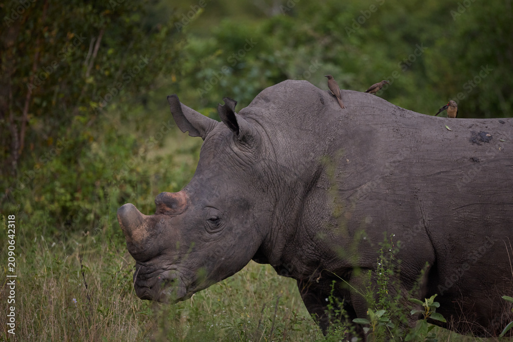 Obraz premium White rhinoceros with oxpecker birds grazing in a South Africa nature reserve at dusk
