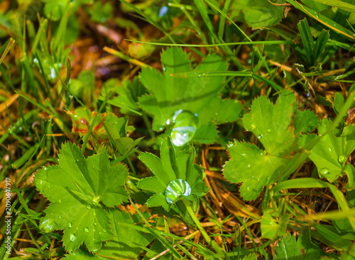 Принти на полотні closeup wet green plant in water drop, grass natural background