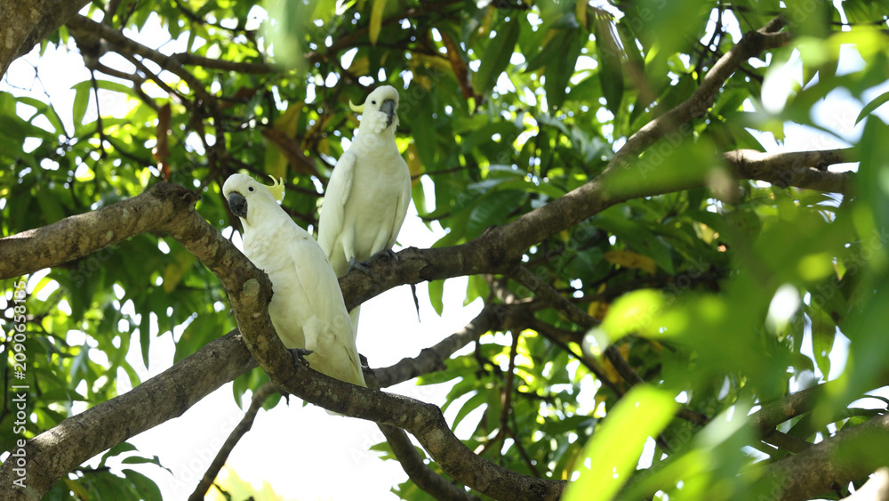 Fototapeta premium Two Sulphur-Crested Cockatoos Perched on a Tree Branch in Australia