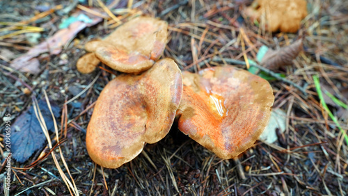 Saffron Milk Cap Mushroom with Orange Latex in Pine Forest