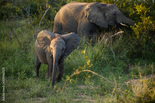 Young African elephant calf grazing beside adult in South Africa nature reserve at golden hour