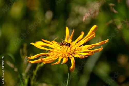 Schwebfliege