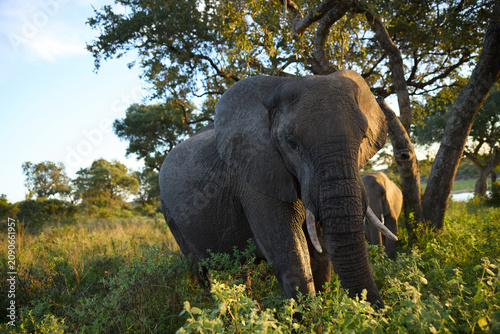 Majestic African elephant grazing in a South Africa nature reserve during golden hour safari