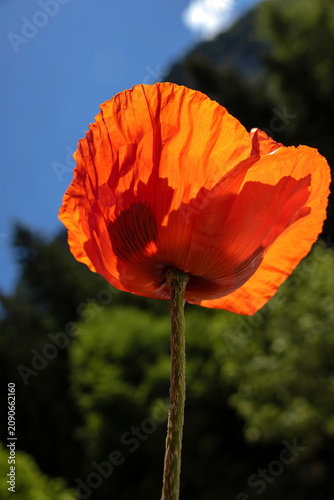 Mohnblume