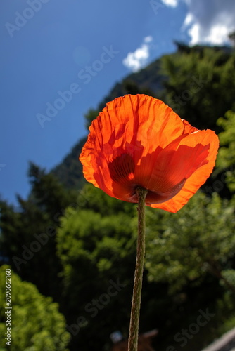 Mohnblume