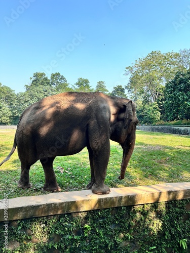 Elephant Standing in Zoo Enclosure