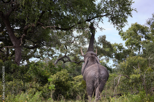 African elephant reaching up to feed in a South Africa nature reserve amid dense trees