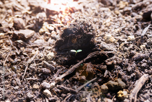 A new sprout of a seedling, growing shelter by a shadow made from a lump or dirt. Survival, hope concept. Strong sunlight with lens flare. Growing plants in a dry drought regions.