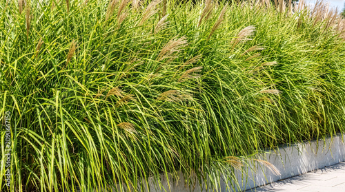 Dense green Miscanthus ornamental grass foliage creating seamless botanical backdrop.