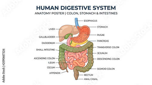 Fotografija Human Digestive System Anatomy Poster: Colon, Stomach, Intestines, Liver, Pancre