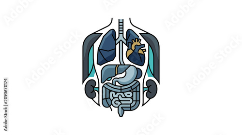 Human Anatomy Organ System Illustration - Medical Science