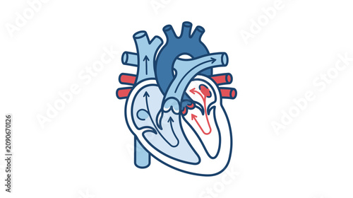 Human Heart Anatomy Diagram with Blood Flow Arrows and Valves