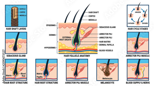 Foto Hair Follicle Anatomy and Growth Cycle Diagram