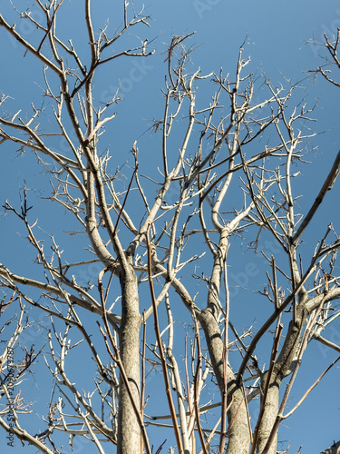 Bare Tree Branches Against Clear Blue Sky