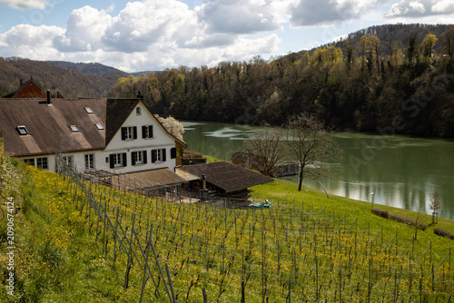 Picturesque rural landscape with a white house and vineyard by the tranquil Rhine river in Eglisau, Switzerland