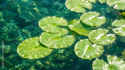 Vibrant green lily pads floating on clear, sparkling water in a tranquil pond