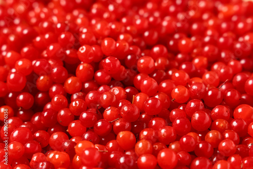 Texture of fresh viburnum b...