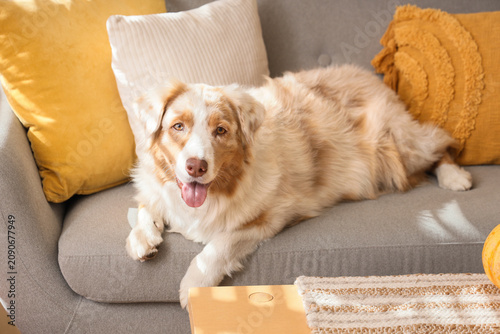Cute Australian Shepherd do...