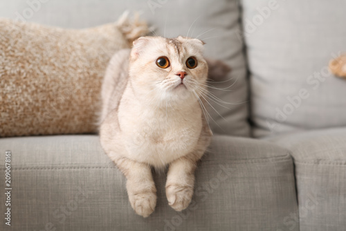 Cute Scottish fold cat lyin...