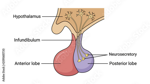 Bild auf Leinwand Pituitary Gland Anatomy Educational Infographic