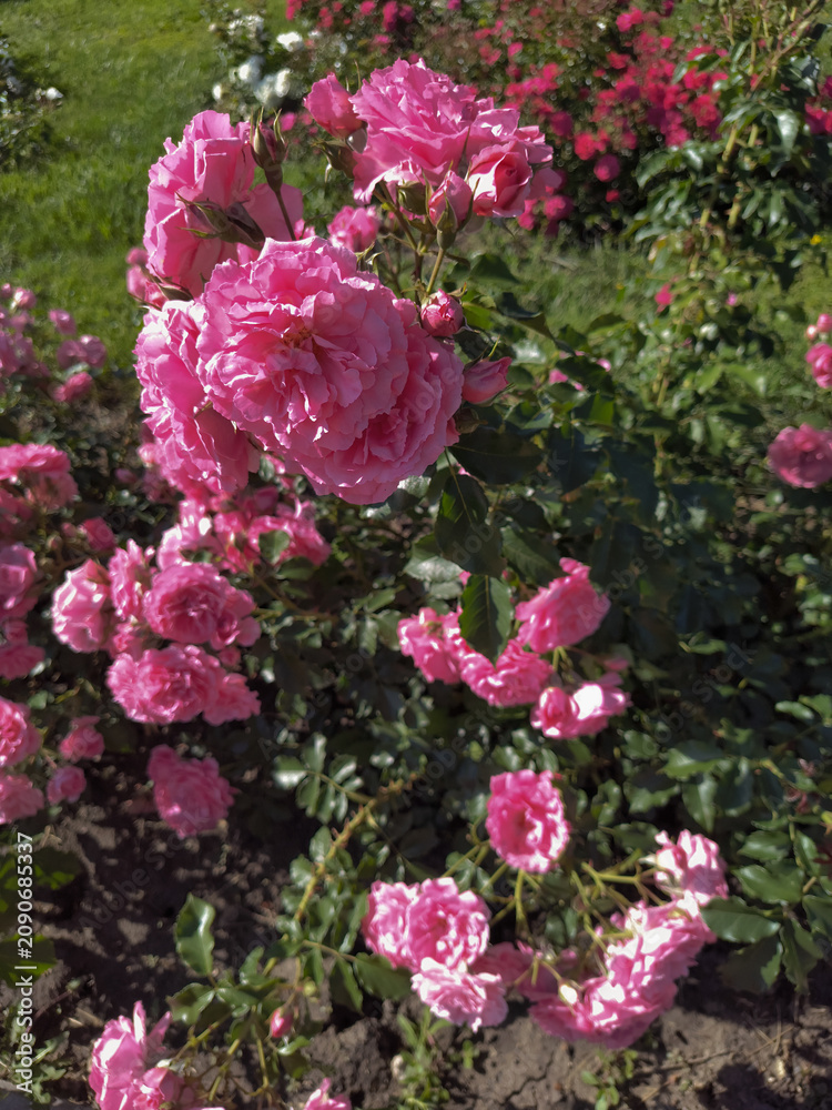 Fototapeta premium Pink roses bloom in a garden during afternoon sunlight with green leaves nearby and various other flowers in the background