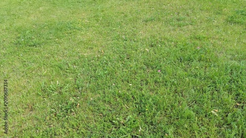 Foto A lush green lawn in bright sunlight, mixed grass lengths with scattered small pink and yellow wildflowers and a few weeds