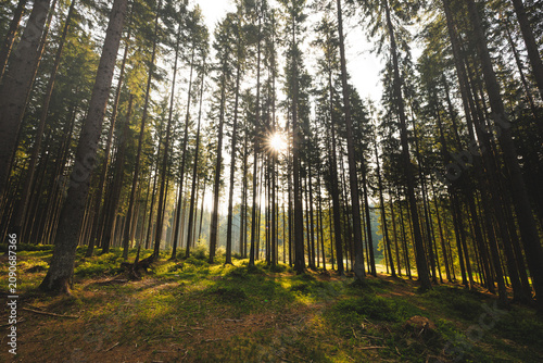 Morning sun filtering through tall forest trees in the Beskydy Mountains Czechia