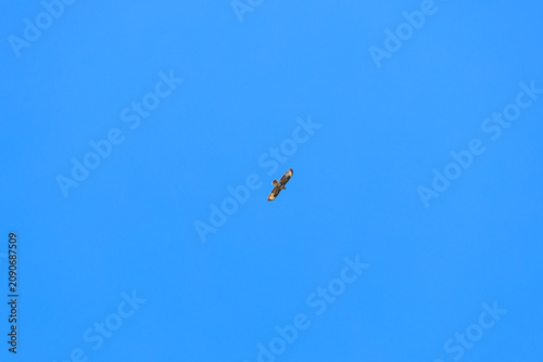 Bird of prey soaring through clear blue sky over Crete Greece