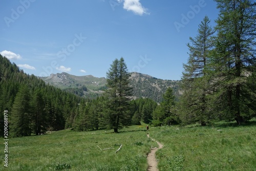 allos