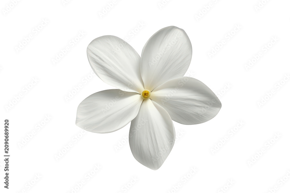 Fototapeta premium White jasmine flower blooming on transparent background, fresh fragrant blossom, delicate botanical flora, spring season