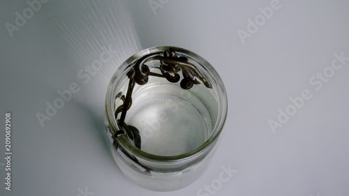 Medicinal Leeches Swimming in Glass Jar with Water Close Up