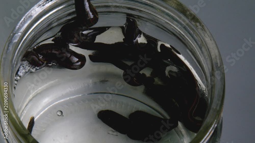 Medicinal Leeches Swimming in Glass Jar with Water Close Up