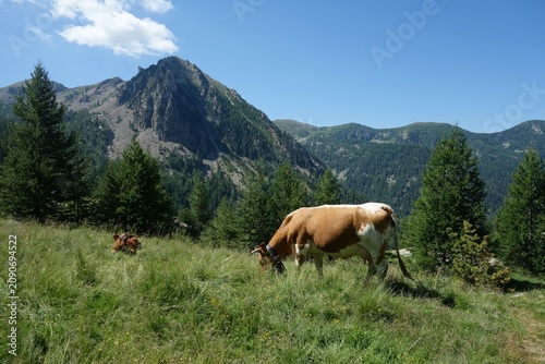 фотографія mercantour