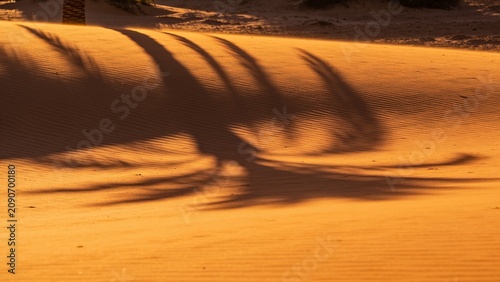 Long palm tree shadows stretch across rippled golden sand at sunset, creating an abstract tropical pattern perfect for travel and wellness branding backgrounds.