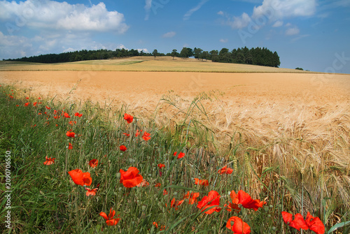 Sommer in der Eifel