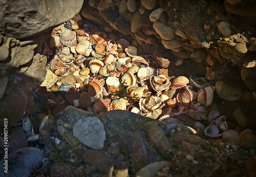 small, bright seashells illuminated by the sun among the rocks