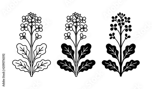 Cuadro en lienzo Elegant Floral Vector Icons: Delicate Rapeseed Blossom Illustrations, Botanical