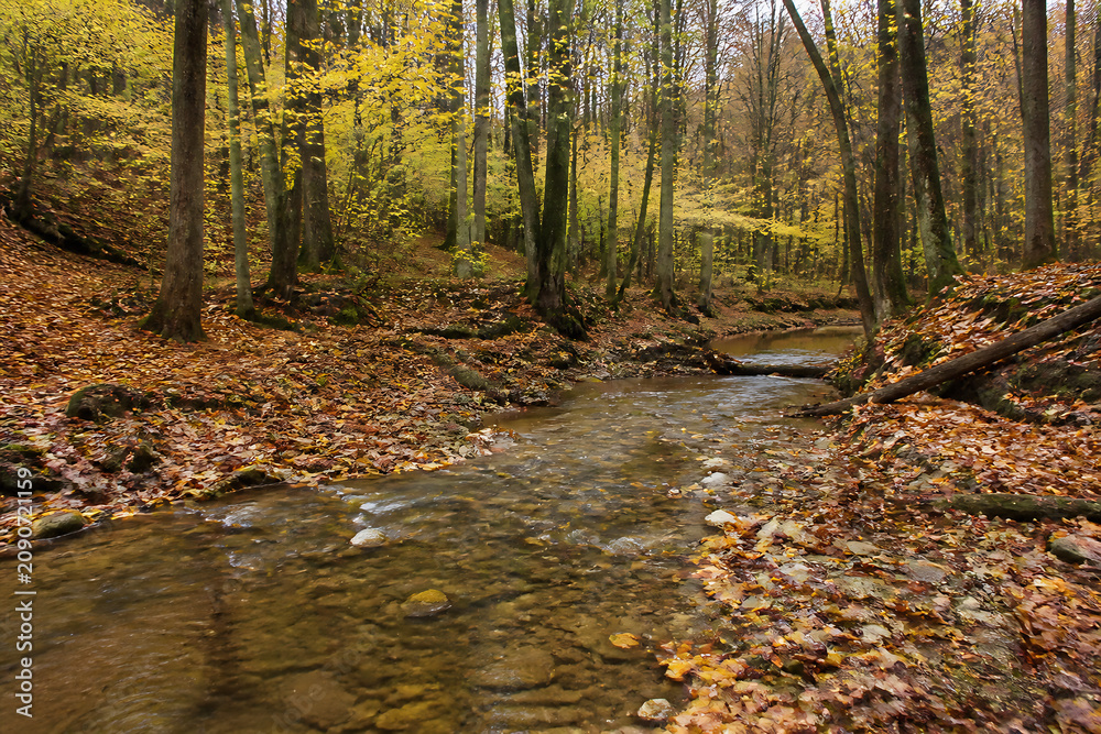 Naklejka premium A small stream flows through a dense, autumnal forest with yellow and brown foliage.